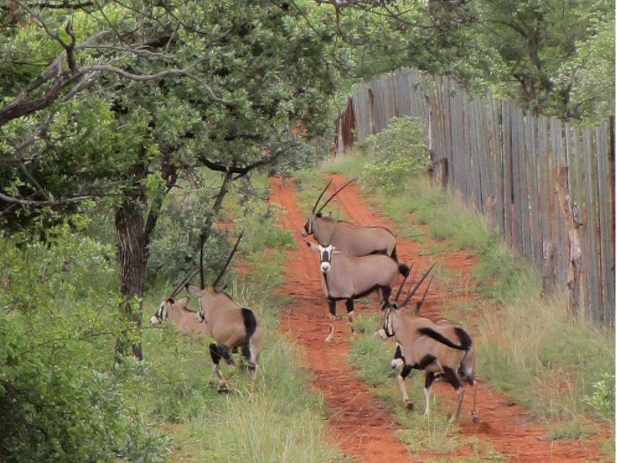 Iphofolo & Tented Camp * Vivo