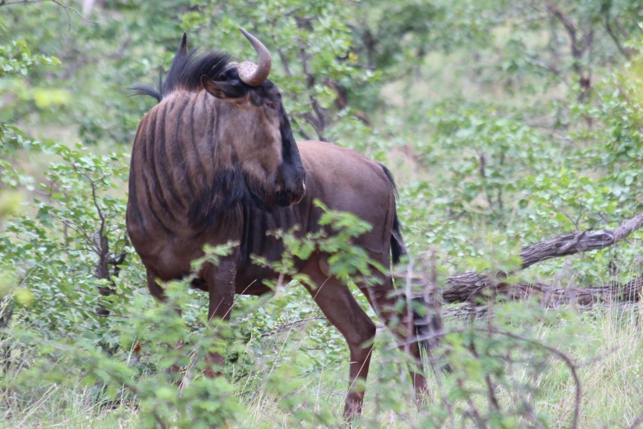 Iphofolo & Tented Camp * Vivo