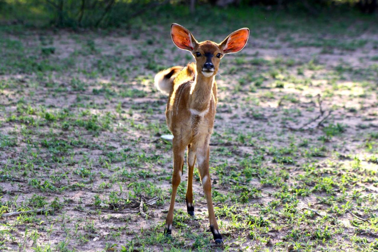 Iphofolo & Tented Camp Vivo
